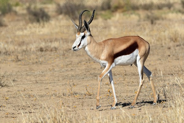 Springbok