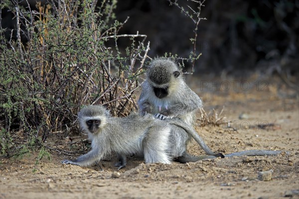 Vervet monkey