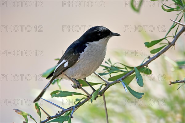 Shrike Flycatcher