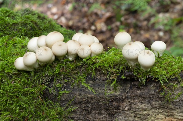 Common puffballs