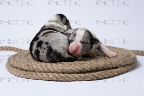 Ten days old puppies of the Welsh Corgi Pembroke