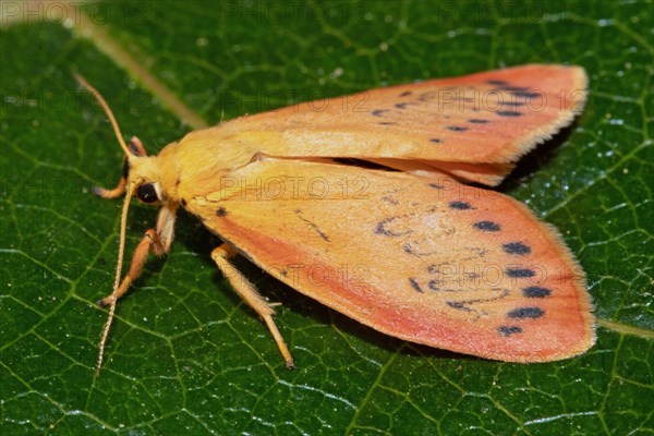 Rosy Footman Moth with closed wings sitting on green leaf looking left