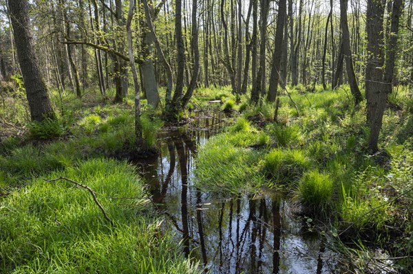 Alder scrub forest