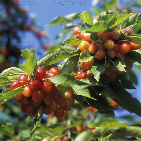 Cherries