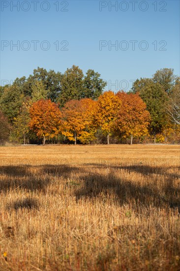 Beautiful trees in autumn colors on a background of green standing on the edge of a field. Poland