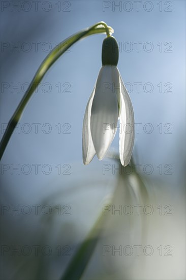 Common snowdrop