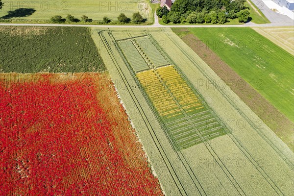 Colourful flower fields in the Hohenlohe plain. The fiery red meadows with corn poppies