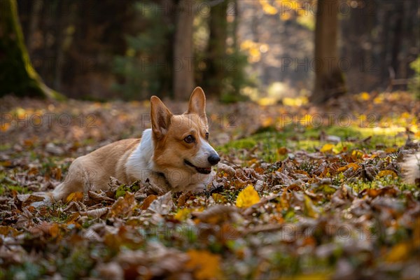 A Pembroke Welsh Corgi dog accompanying a hiking trail in the mountains. Poland