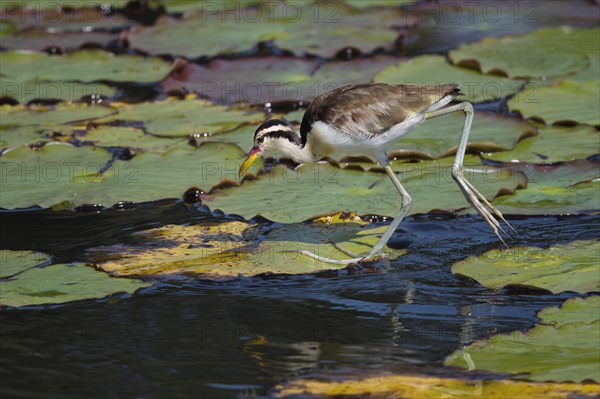 Juvenile Wattled Jacana