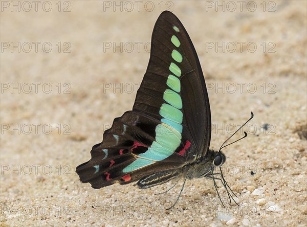 Hummingbird butterfly