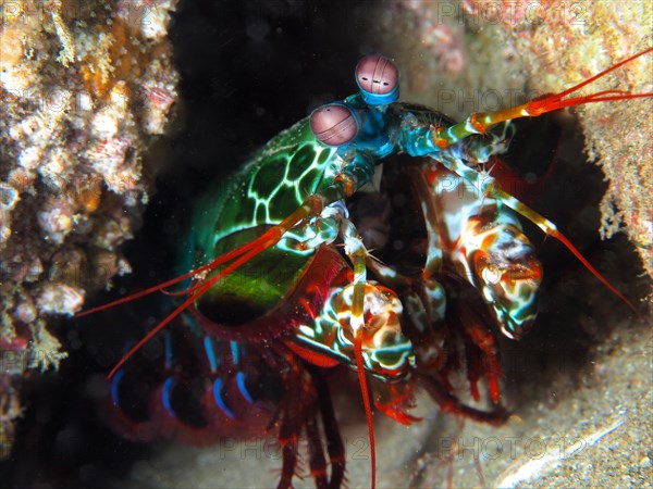 Peacock mantis shrimp