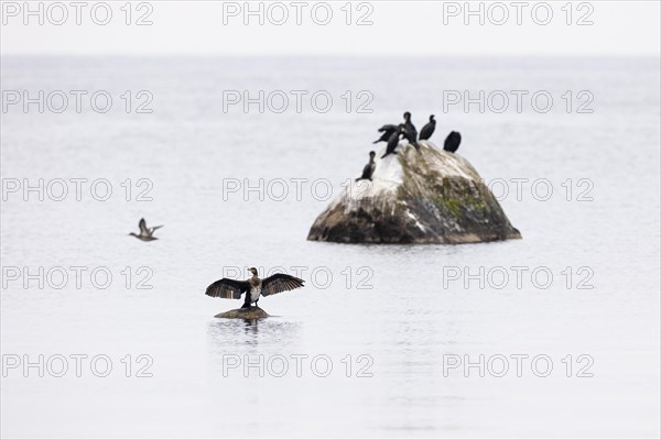 Great cormorant