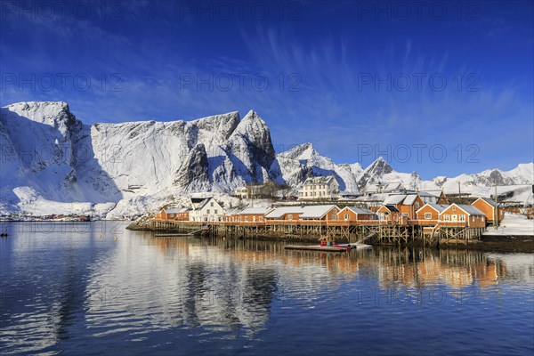 Yellow rorbuer in winter