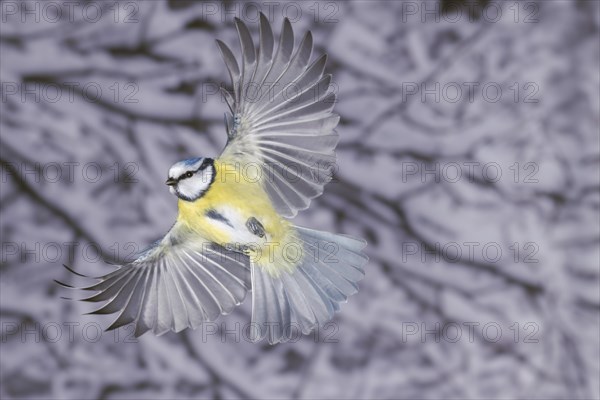 Blue tit