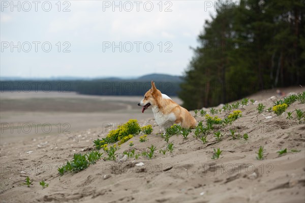 A dog sitting at the edge of the desert