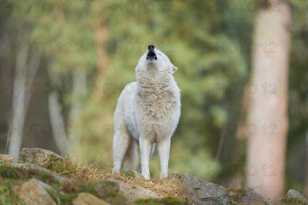 Alaskan tundra wolf