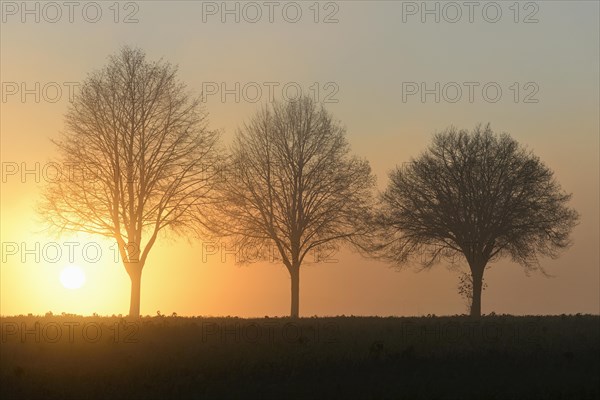 Deciduous trees in the fog at sunrise