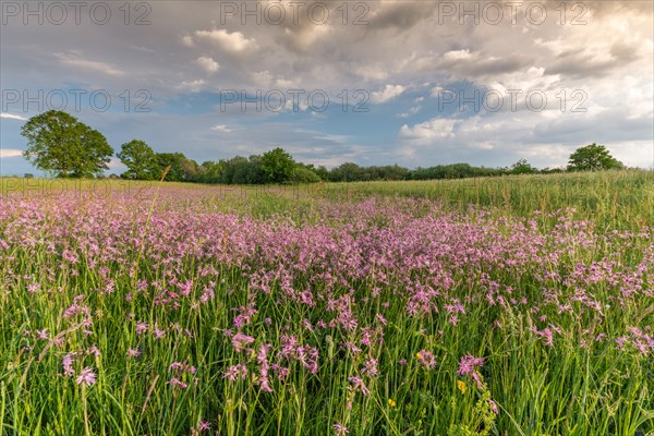 Blooming natural meadow in a central European plain in spring. Alsace