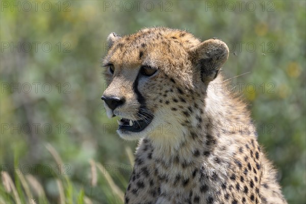 Cheetah