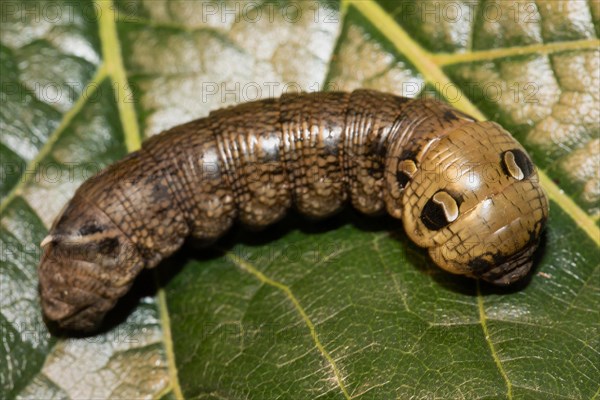 Medium vine hawk moth caterpillar sitting curved on green leaf seen right