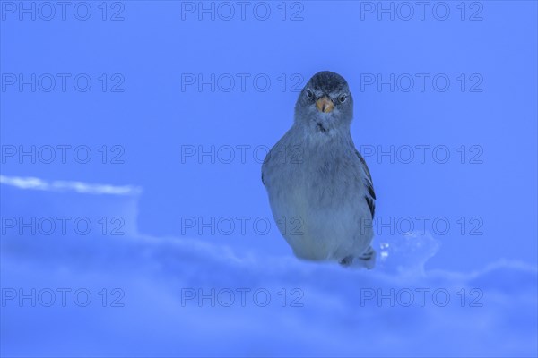 White-winged snowfinch