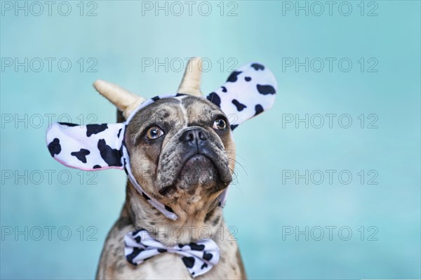 French Bulldog dog wearing cow costume headband with bow tie in front of blue background