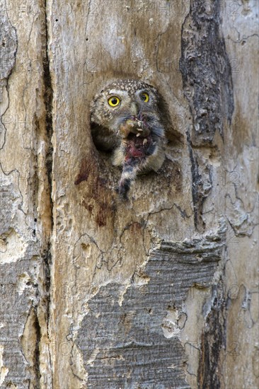 Pygmy Owl