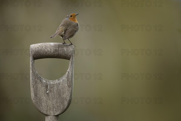 European robin