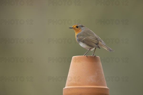 European robin