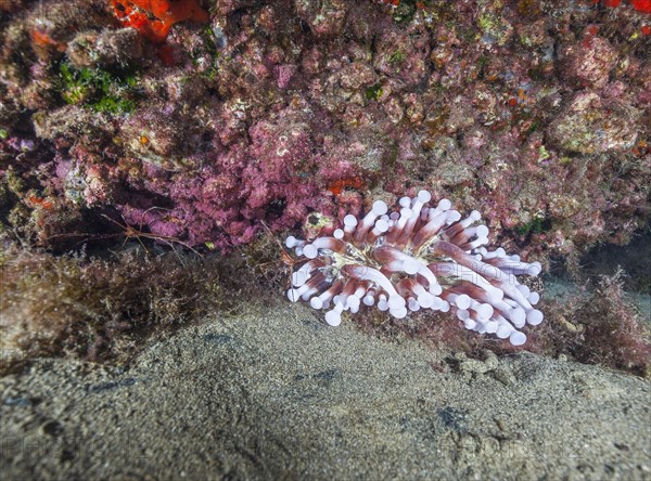 Club-tipped anemone