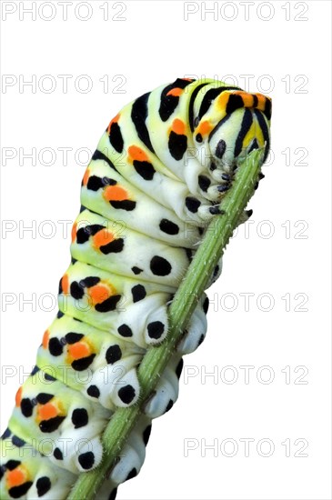 Caterpillar of common yellow swallowtail