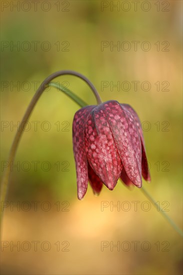 Snake's head fritillary