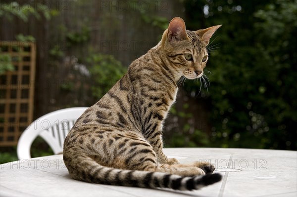 Pedigree cat Savannah