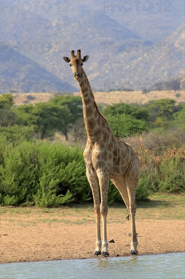 Southern giraffe