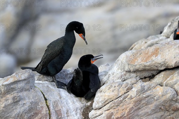 Cape Cormorant