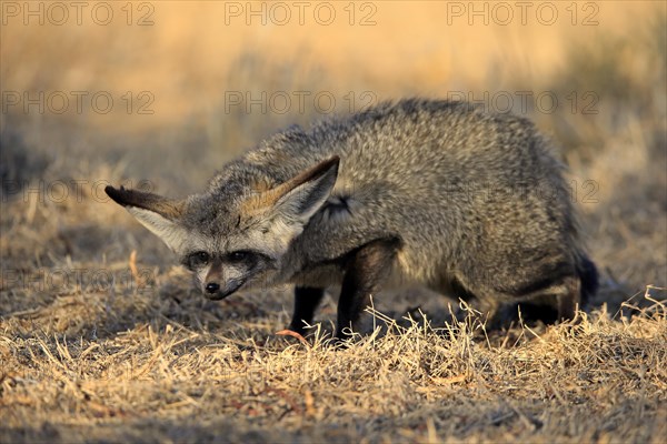 Bat-eared fox