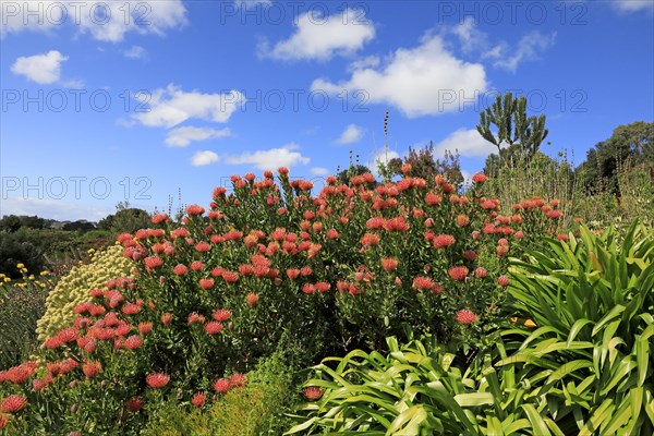 Pincushion Protea