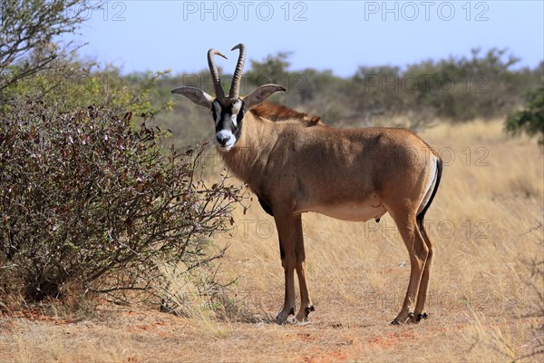 Roan antelope