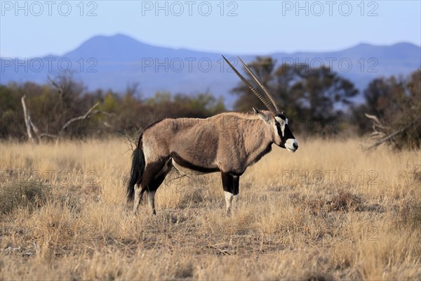 Gemsbok