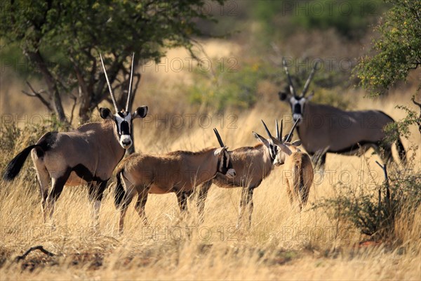 Gemsbok