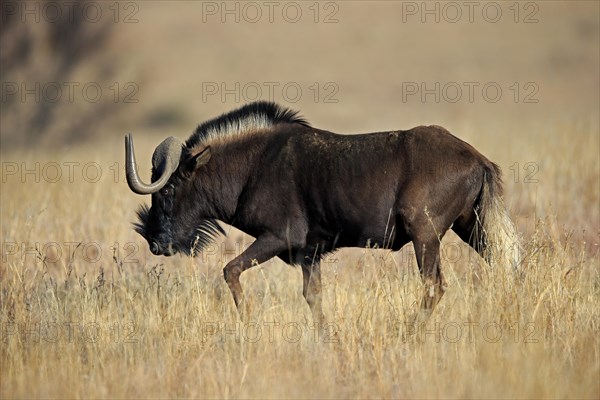 White-tailed gnu