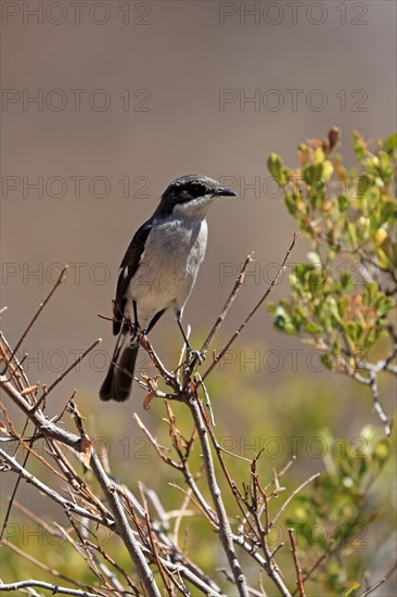 Shrike Flycatcher