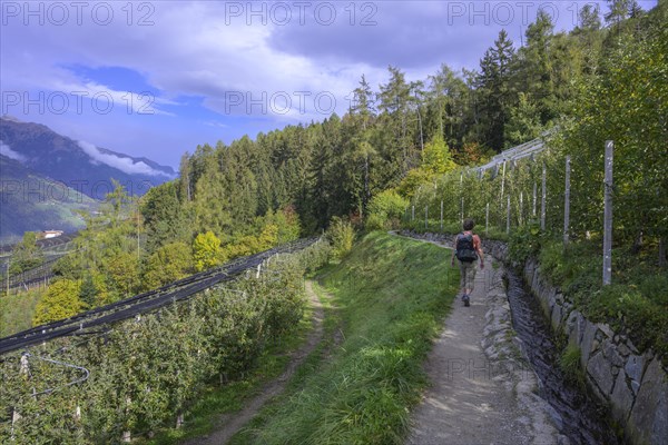 Schenner Waalweg leads between orchards