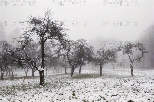 Orchard meadow