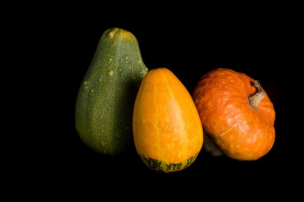 Colorful pumpkin on a black background. In studio