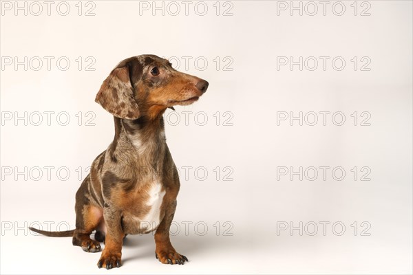 Miniature rabbit dachshund