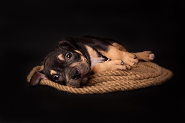 Puppy American Pit Bull Terrier sitt on a jute cord on black background in studio