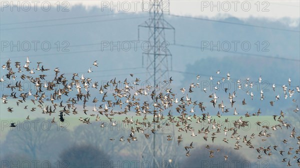 Grey Plover