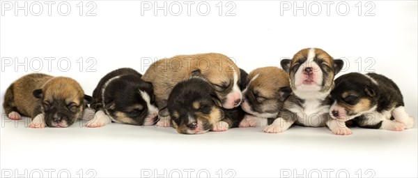 Ten days old puppies of the Welsh Corgi Pembroke