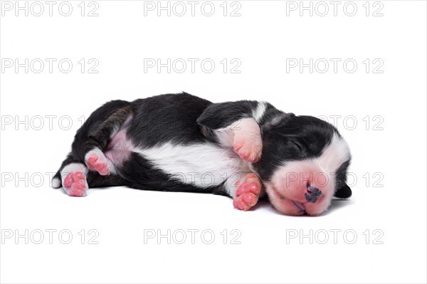 Ten days old excellent puppies of the Welsh Corgi Pembroke